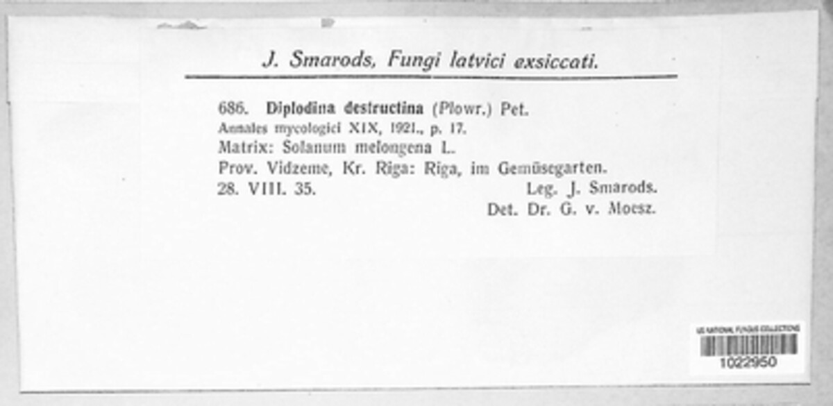 Remotididymella destructiva image